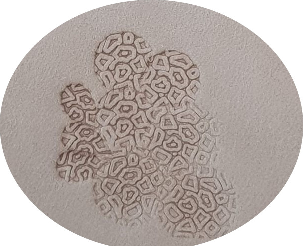 S.N. 131 KIT - CORAIL - Matoir à Frapper